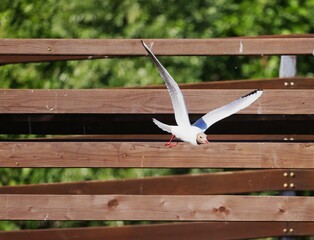 A seagull flies against the background of a horizontal balustrade