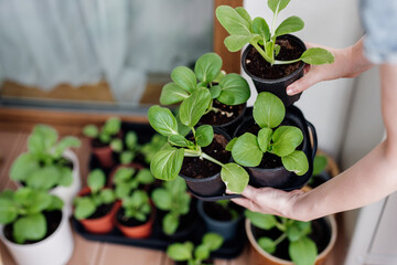 Woman holding tray with small pak choi seedlings (bok choy or chinese cabbage). Balcony gardening