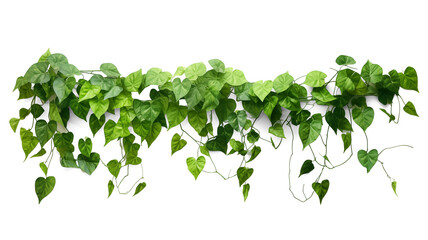 Verdant Javanese Treeline, Grape Ivy (Cissus spp.) Jungle Vine Drapes, Isolated on a transparent Background with Clipping Path. Generative AI - obrazy, fototapety, plakaty