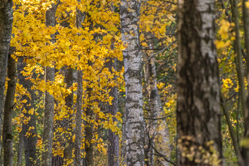 Forest in the autumn