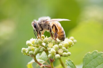 HONEY BEE CLOSE UP BEES