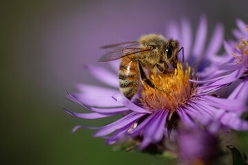 HONEY BEE CLOSE UP BEES