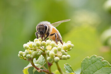 HONEY BEE CLOSE UP BEES