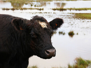 Portrait of a black cow with white spot. Close-up.