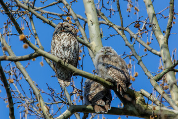 Waldkauz (Strix aluco)