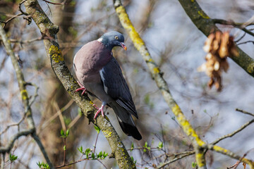 Ringeltaube (Columba palumbus)