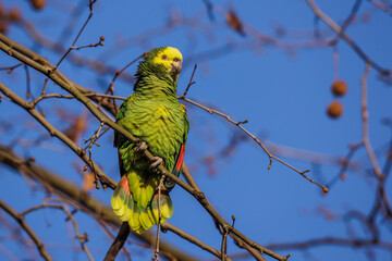 Gelbkopfamazone (Amazona oratrix)