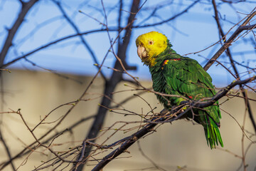 Gelbkopfamazone (Amazona oratrix)
