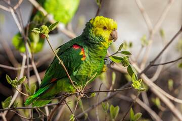 Gelbkopfamazone (Amazona oratrix)