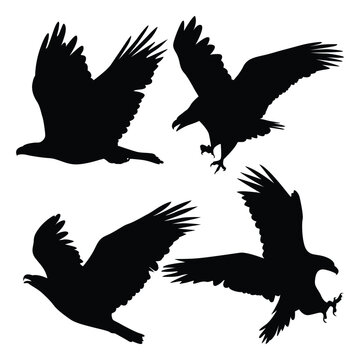 Animal Bird Eagle Silhouettes Vector illustration
