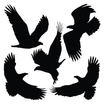 Animal Bird Eagle Silhouettes Vector illustration