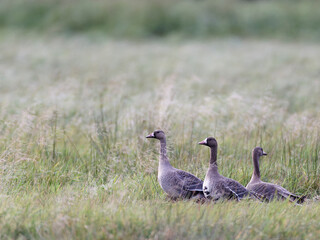 Wild geese sitting in grass