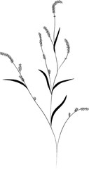 Grass of meadows and fields, black outline. Sketch of medicinal plants, vector drawing.