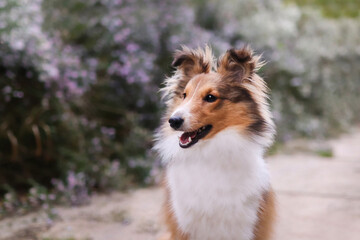 Adorable puppy of shetland sheepdog also known as sheltie. 