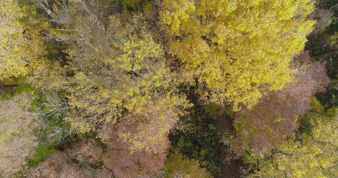 Birds eye drone view of all terrain vehicle driving through a dense forest in autumn
