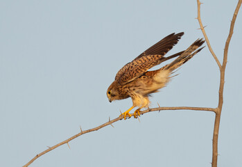 Common Kestrel landing on acacia tree at Jasra, Bahrain