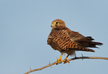 Common Kestrel preening perched on a tree at Jasra,  Bahrain