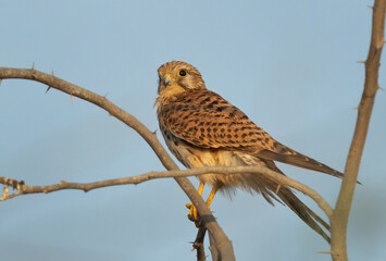 Common Kestrel perched on acacia tree at Jasra,  Bahrain
