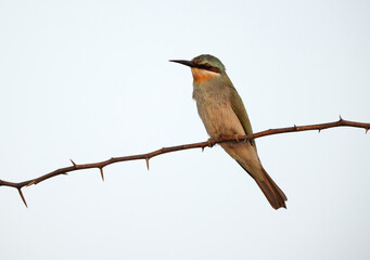 Blue-cheeked bee-eater perched on acacia tree in the mroning hours at Jasra, Bahrain