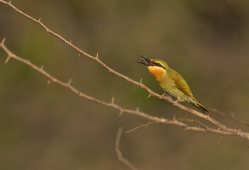 Blue-cheeked bee-eater with a bee catch at Jasra, Bahrain