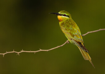 Blue-cheeked bee-eater on green backdrop at Jasra, Bahrain