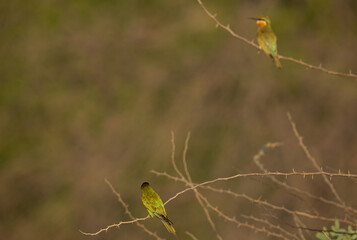 Blue-cheeked bee-eater pair on acacia tree at Jasra, Bahrain