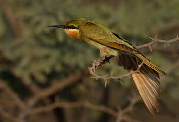Blue-cheeked bee-eater stretching its wings while preening, Bahrain