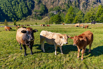 Cows grazing in the splendid town of Cavaglia - Val Poschiavo - Switzerland - 670656918