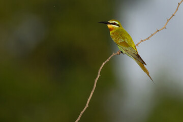 Blue-cheeked bee-eater perched on acacia tree, Bahrain