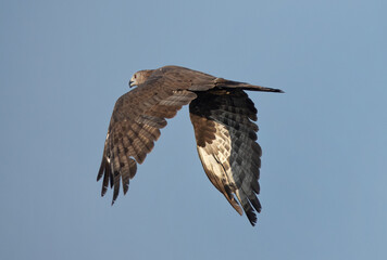 Honey Buzzard in flying at Jasra, Bahrain