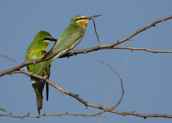 Closeup of a Blue-cheeked bee-eater perched on acacia tree at Jasra, Bahrain