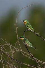 A pair of Blue-cheeked bee-eater perched on acacia tree at Jasra, Bahrain