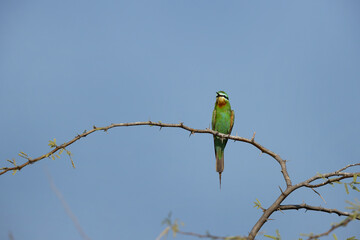 Blue-cheeked bee-eater perched on acacia tree at Jasra, Bahrain