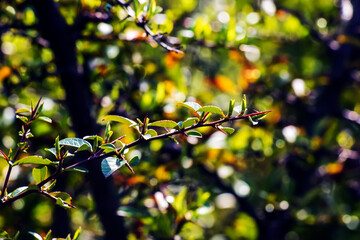 Natural spring background. Pyracantha coccinea in the garden in early spring. The first green leaves and last year's dried berries of Pyracantha coccinea.