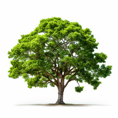 Green leafy tree on white isolated background - ai generative