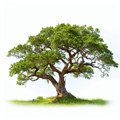 Green leafy tree on white isolated background - ai generative