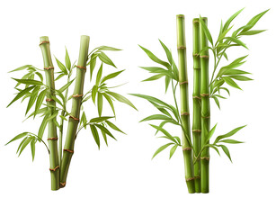 Elegant Vector Illustration of Bamboo Bushes and Bamboo Trees