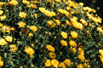 yellow flowers