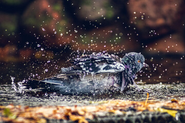 pigeon in fountain in the park