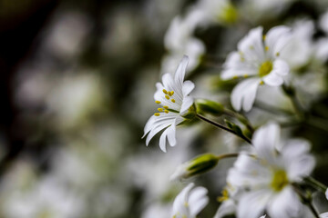 Mountain flowers in spring, may.