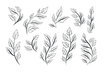 Black and white decorative doodle twigs with leaves. Set of botanical isolated vector branches, sketch style.