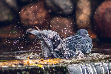 Two pigeons in fountain in the park