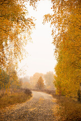 Path among yellow birches in a foggy forest. Beautiful late autumn.