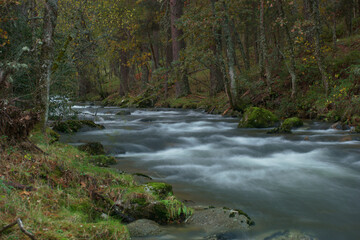 strumień, rzeka, środowisko, płynący, woda, natura, krajobraz, las, sceneria, upadek, pływ,...