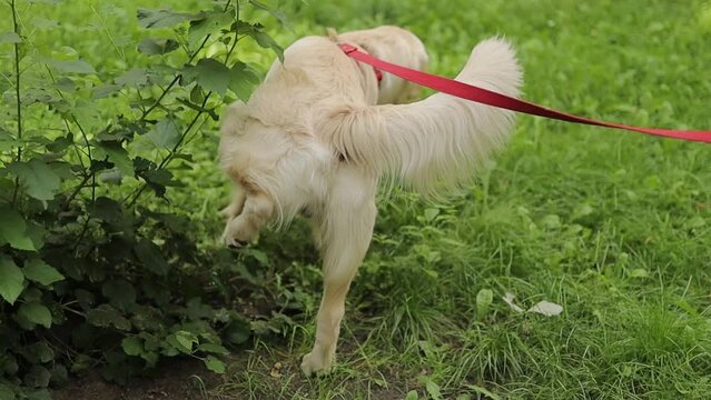 Golden retriever. Golden retriever on a leash peeing on the street. A light-haired golden retriever urinates while walking outside to mark its territory. retriever peeing outside. pet walking outdoors