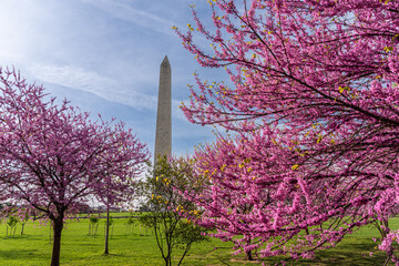 Washington monument on the National Mall in Washington, D.C, USA and Colorful Cherry blossom trees...