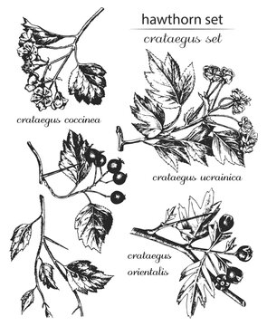  Hawthorn. Latin name crataegus. Crataegus coccinea, crataegus ucrainica, crataegus orientalis. Botanical illustration of crataegus. Monochrome crataegus, black and white crataegus hand drawing.