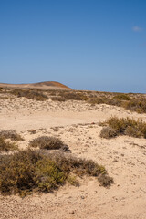 Desert landscape of white sand and desert bushes. Mountains in the background. Clear sky. Lanzarote, Canary Islands, Spain.