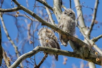 Waldkauz (Strix aluco)