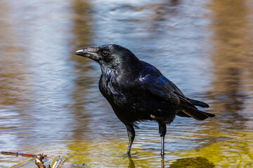 Rabenkrähe (Corvus corone)